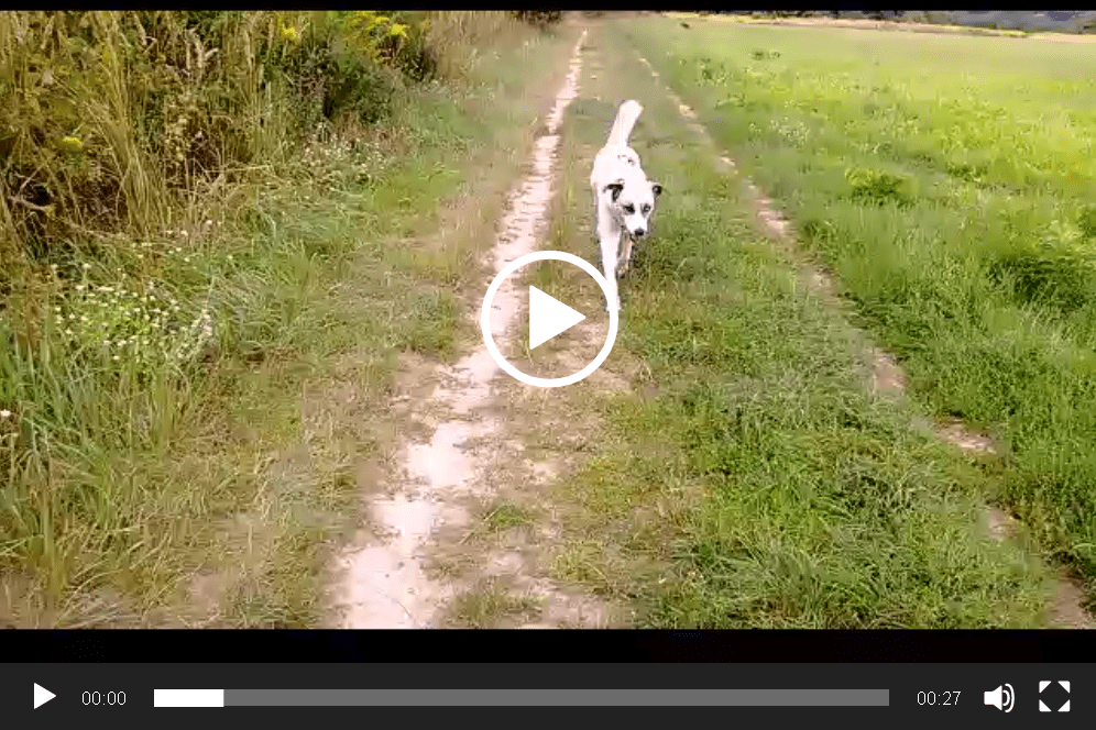 Ortungssystem vom Fachmann - für Hunde